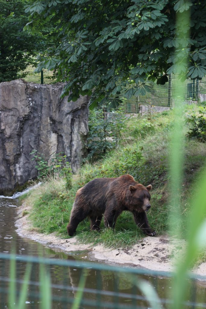 Tierpark Olderdissen Bär